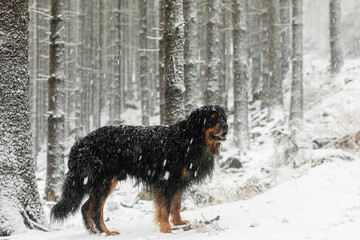 male black and gold Hovie in a dense blizzard in the woods