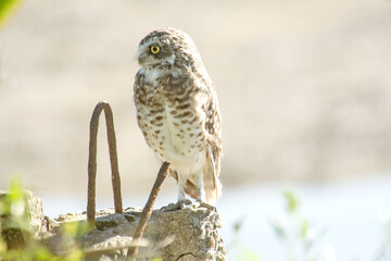 Burrowing owl perched on a pole 