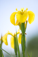 Obraz premium Yellow Iris