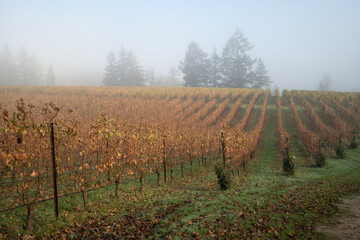 A vineyard on a foggy morning near Salem Oregon