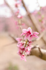 Peach blossom branch
