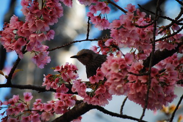 野鳥