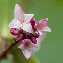 Macro shot of perfume princess Daphne flowers in bloom