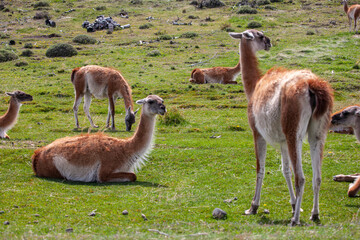 In the hills of Parc Nacional Torres del Paine, one finds guanaco grazing in the grassy fields.