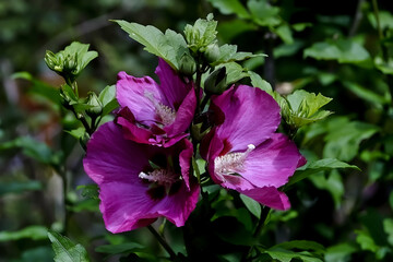 Naklejka premium Flower of the Rose of Sharon - Hibiscus syriacus - in summer, Germany, Europe..