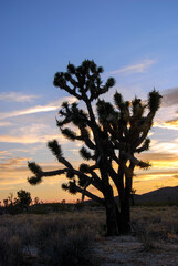 Joshua tree silhouetted by cloudy sunset sky