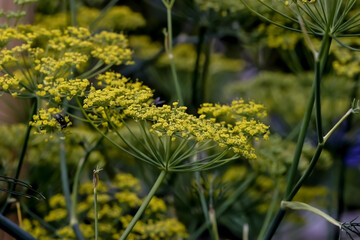 Yellow flower of a Fennel in summer - Foeniculum vulgare - Bavaria, Germany, Europe