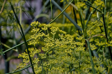 Yellow flower of a Fennel in summer - Foeniculum vulgare - Bavaria, Germany, Europe