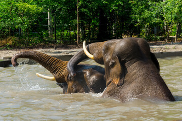 Asian elephants are having bath in a pool