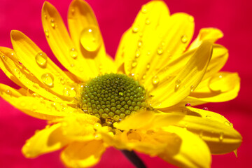 close up of yellow flower with drops. red background. 