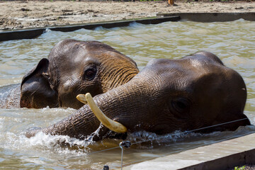 Asian elephants are having bath in a pool