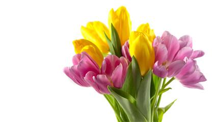 Tulips in a field of tulips. Bright tulips. Colorful tulips flower in the garden. Three beautiful tulips on a white background. Isolate Banner. copyspace