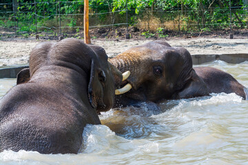 Asian elephants are wrestling in the water