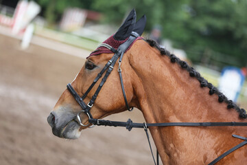 Unknown contestant rides at dressage horse event in riding ground. Head shot close up of a dressage horse during competition event