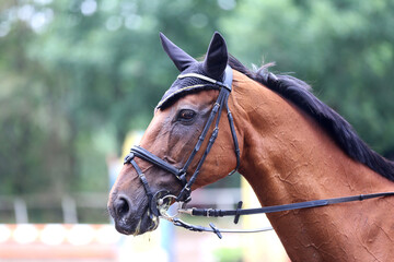 Headshot portrait close up of a beautiful sport horse on show jumping event. Side view head shot of...