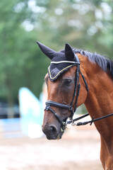 Fototapeta premium Headshot portrait close up of a beautiful sport horse on show jumping event. Side view head shot of a show jumper horse on natural background