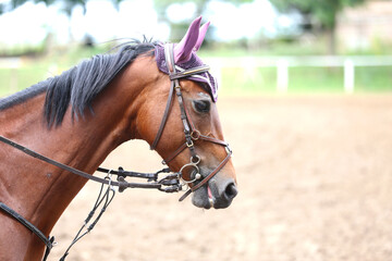Obraz premium Headshot portrait close up of a beautiful sport horse on show jumping event. Side view head shot of a show jumper horse on natural background