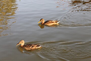 patos en la albufera