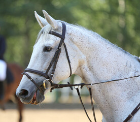 Headshot portrait close up of a beautiful sport horse on show jumping event. Side view head shot of...