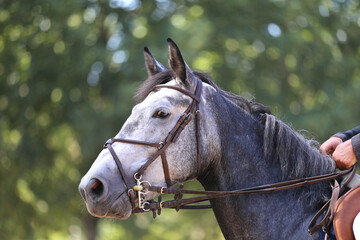 Headshot portrait close up of a beautiful sport horse on show jumping event. Side view head shot of...