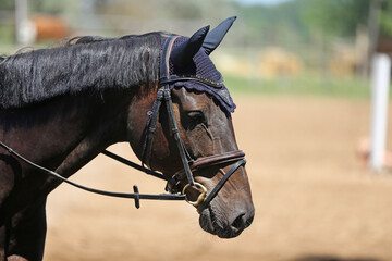 Headshot portrait close up of a beautiful sport horse on show jumping event. Side view head shot of...