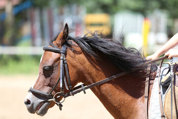 Headshot portrait close up of a beautiful sport horse on show jumping event. Side view head shot of...