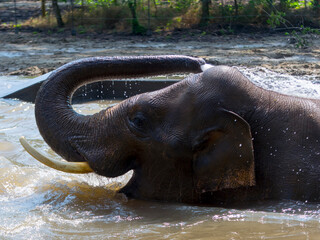 Asian elephant is having bath in a pool