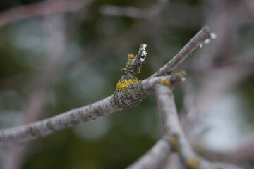 Lichen on a tree branch. The diseases of trees