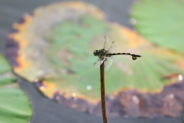 Dragonflies rest on Lotus poles, North China