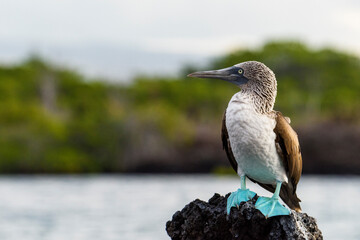 Fototapeta premium Ecuador, Galapagos Islands, Santa Cruz. Black Turtle Cove, Blue-footed booby perching.
