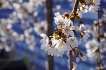 White Cherry Blossoms in the Peak of Spring