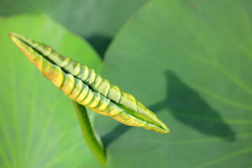 Lotus leaves float in the pond