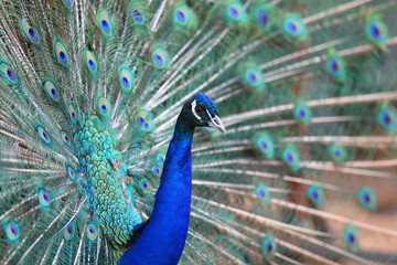 Obraz premium Peacocks display beautiful feathers in the farm, North China