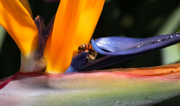 nature at work closeup of a bee pollinating a bird of paradise flower - Powered by Adobe