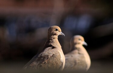 Turtle-dove on the backyard in Ontario 