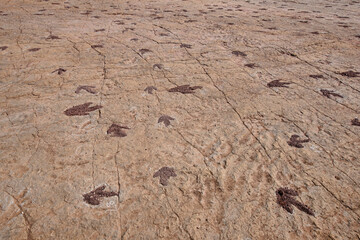 Dinosaur footprints in Torotoro National Park, Torotoro, Bolivia