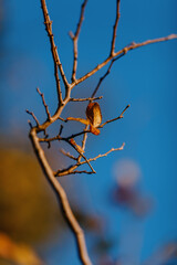End of Fall