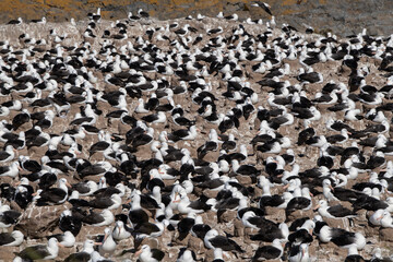 Falkland Islands, West Falklands, Jason Islands, Steeple Jason. Largest black-browed albatross colony in the Falklands.