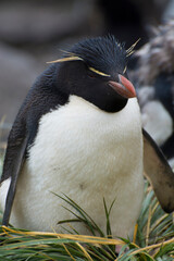Falkland Islands. West Point Island. Southern rockhopper penguin (Eudyptes chrysocome)