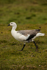Falkland Island, Magellan goose.