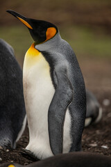Falkland Island, king penguins.