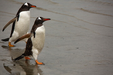 Falkland Island, gentoo penguins.