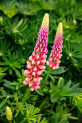Falkland Islands, Port Stanley. Pink lupin flowers.