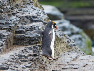 Macaroni Penguin in colony of Southern Rockhopper Penguins on Bleaker Island, Falkland Islands.