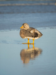 Falkland flightless steamer duck. Male shows an orange, female a greenish beak, Falkland Islands.