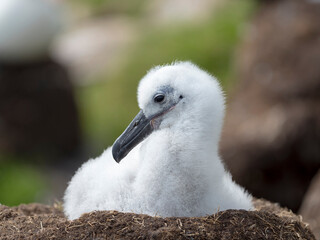 Chick on tower-shaped nest. Black-browed albatross or black-browed mollymawk, Falkland Islands.