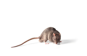 A brown wild breed rat on a white background in the studio sniffs something on the floor