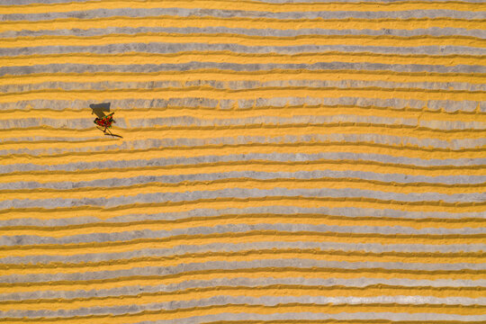 Aerial view of a few peasants working in a paddy field raking and drying the rice in Dhamrai, Dhaka province, Bangladesh.