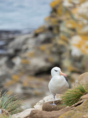 Black-browed albatross or black-browed mollymawk, Falkland Islands.