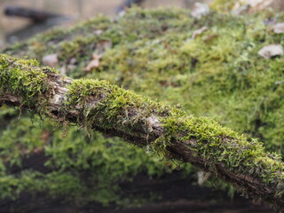 Moss on fallen tree in forest